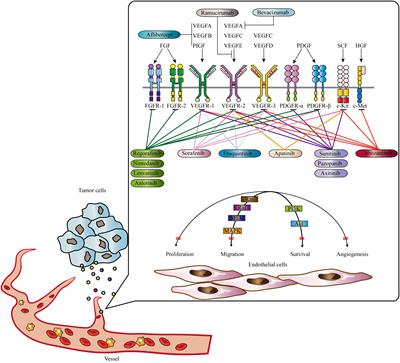 Vascular normalization: reshaping the tumor microenvironment and augmenting antitumor immunity for ovarian cancer